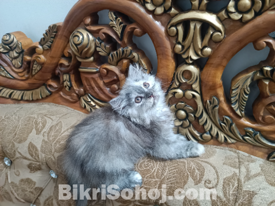 Persian cat